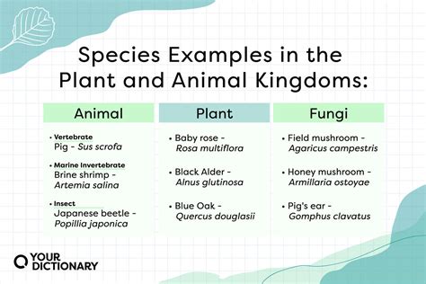 Species Examples in the Plant & Animal Kingdoms | YourDictionary