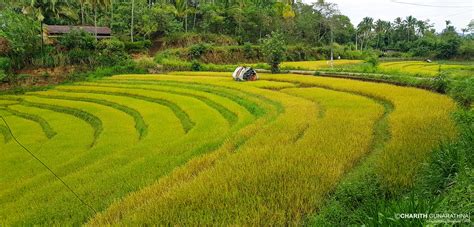 Sri Lankan rice cultivation in Paddy Fields | ©Copyright Cha… | Flickr