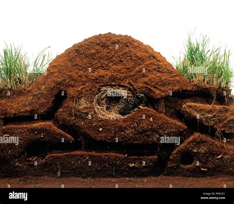 Model of a mole burrow, cross-section Stock Photo - Alamy