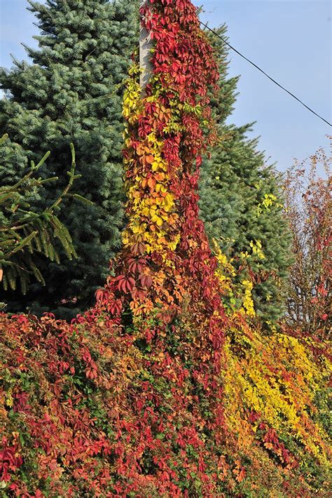 Red Wall® - Virginia creeper - Parthenocissus quinquefolia | Vertical herb garden, Virginia ...