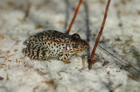 Florida gopher frog (Imperiled/Rare Species of Citrus County ) · iNaturalist