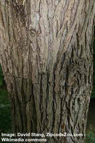 17 Elm Trees: Leaves, Bark, Seeds - Identification Guide (Pictures)