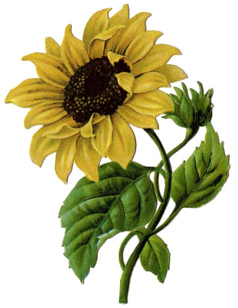 Vintage Graphic - Beautiful Sunflower #2 - The Graphics Fairy