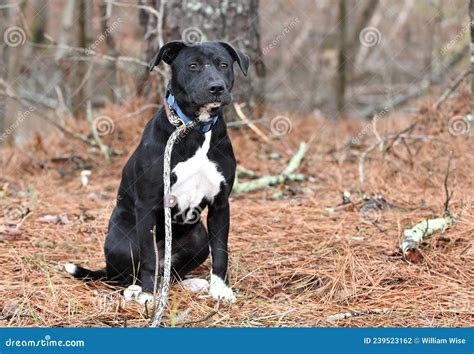 Are Border Collies Mix