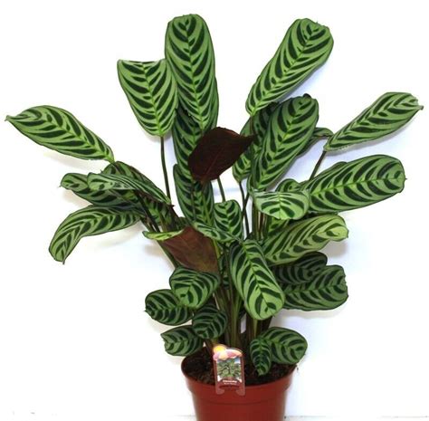 Prayer Plant, indoor houseplant, Maranta Amabilis | in Southwark, London | Gumtree