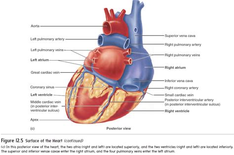 Anatomy of the Heart