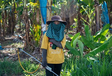 Ratanakiri Rice Wine Sellers Arrested, Despite Unanswered Questions in ...