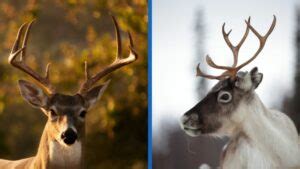 7 Key Differences Between Reindeer and Deer – AllDifferences