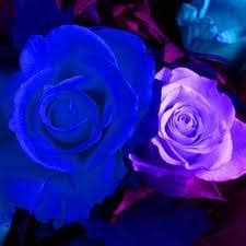 Blue & Purple roses - Blue and Purple Photo (25872145) - Fanpop