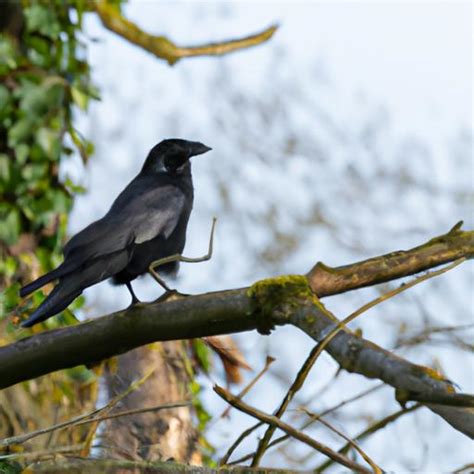 Exploring the Fascinating World of Common Ravens: Facts, Behavior, and ...