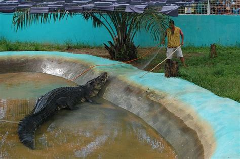 Life of a Kageron: Lolong biggest Crocodile Captive is dead