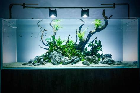 Aquarium Layout - beleuchtung aquarium