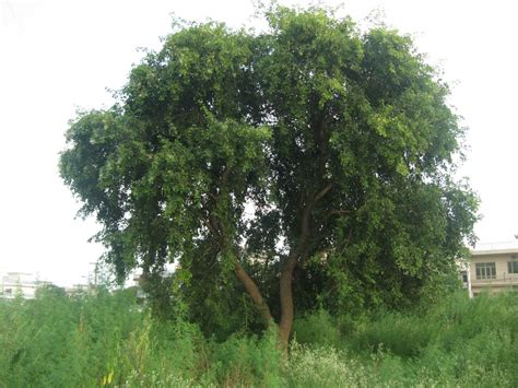 5 Medicinal benefits of Sheesham tree you must know about