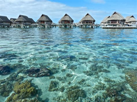 Snorkeling in Moorea French Polynesia: A Budget Traveler's Guide ...