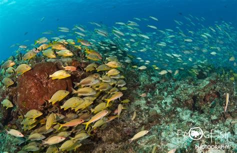 Bimini Diving: Reefs and Wrecks