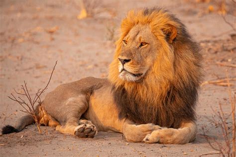 Full body of magnificent wild lion lying on dry ground and looking away in Savuti area in ...