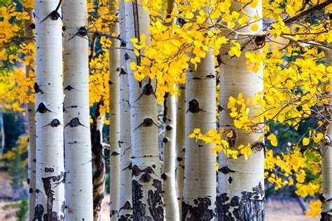 Should You Plant Aspen Trees in Denver? | American Arbor Care