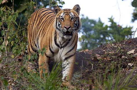 India Wildlife Tour: Bandhavgarh – The Land of Tigers and Legends