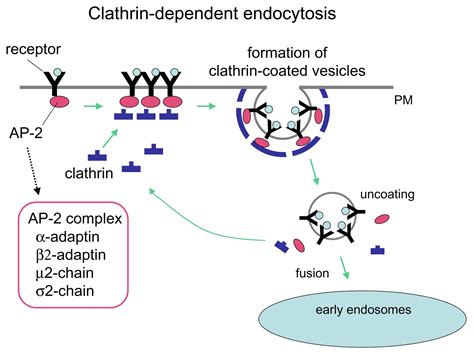 Endocytosis- Definition, Process and Types with Examples