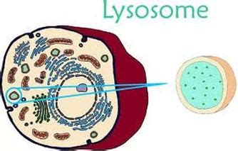 Lysosome - MTB Cell Project