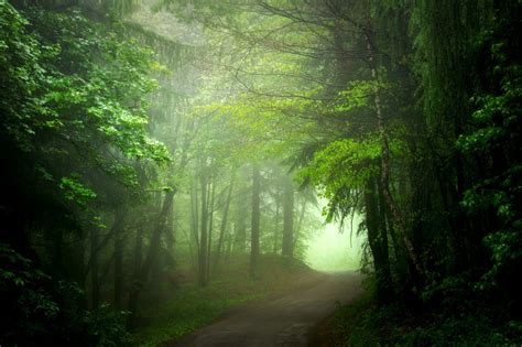 Misty Forest Wallpaper Phone / Misty Forest Wallpapers - Top Free Misty Forest ... : Misty ...