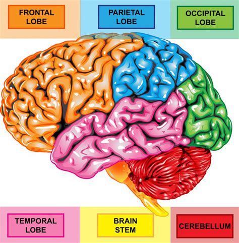 What Is Involved in Frontal Lobe Development? (with pictures)