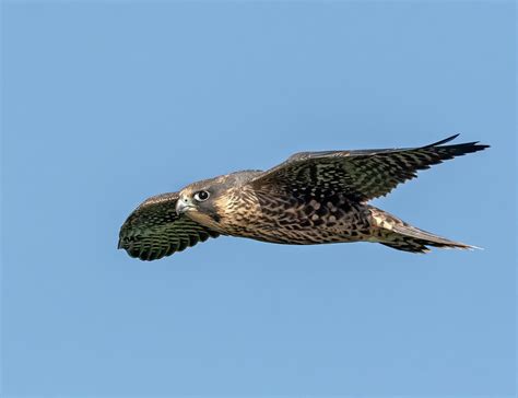 Juvenile Peregrine Falcon in Flight Photograph by Scott Miller - Pixels