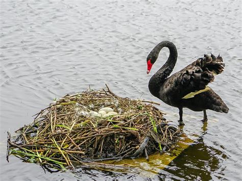 Swan Nesting (Complete Guide) | Birdfact