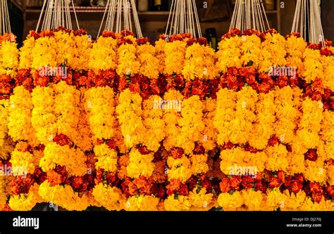 Marigold Flowers garlands for sale at Mapusa Market, Goa, India Stock Photo: 62744322 - Alamy