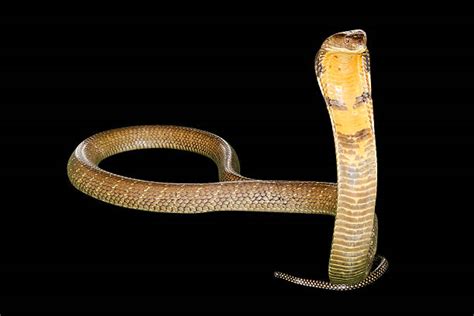 King Cobra Prey Stock Photos, Pictures & Royalty-Free Images - iStock