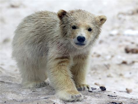 THE POLAR BEAR PROGRAMME