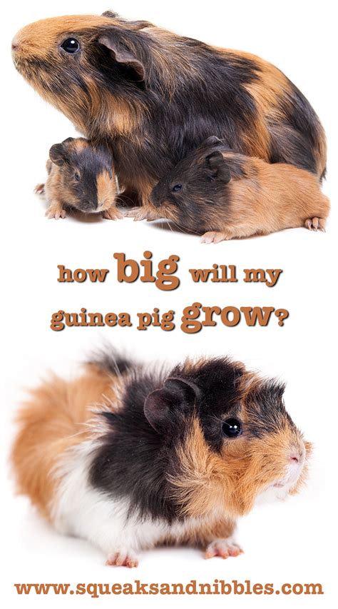 How Big Do Guinea Pigs Get? A Guinea Pig Size Guide by Squeaks and Nibbles