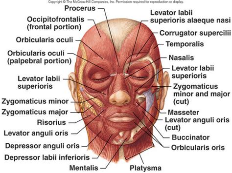 Diagram of Face Muscles | Quizlet