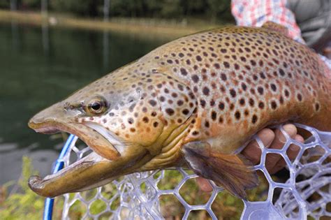 Red Deer River Fishing Banff to the Badlands – Western Canadian Fishing