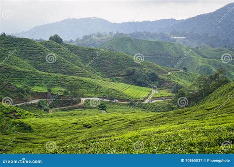 Tea Fields in Nuwara Eliya, Sri Lanka Stock Image - Image of eliya, hill: 70865837