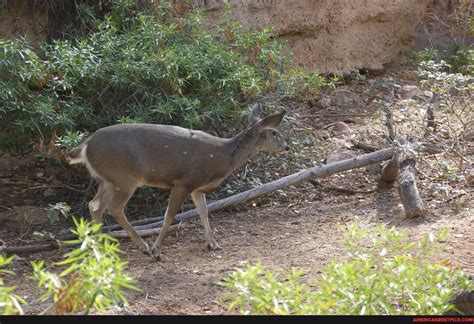 Various Tucson Arizona Desert Museum Animals - America’s best pics and ...