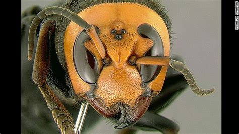 Killer hornets sting at least 19 people to death in China - CNN