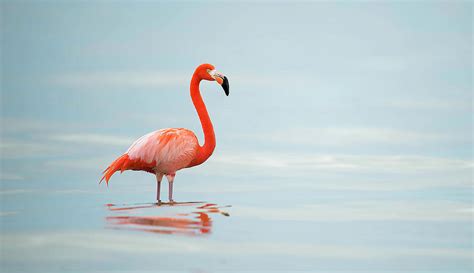 Flamingo Sunset Photograph by Mary Goetzinger | Fine Art America