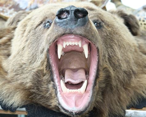 Grizzly Bear Head | Credit: Bill Butcher/USFWS | U.S. Fish and Wildlife Service Northeast Region ...