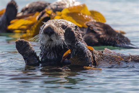 Sea otters are good for kelp and good for us