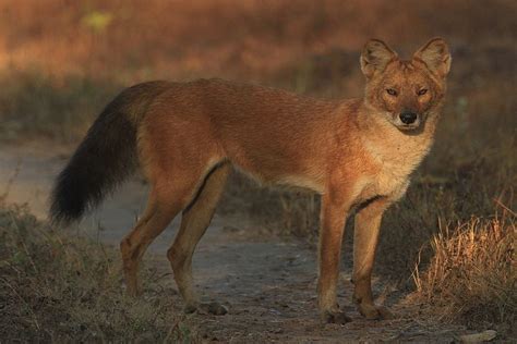 Dhole - The Whistling Wild Dog is Under Threat