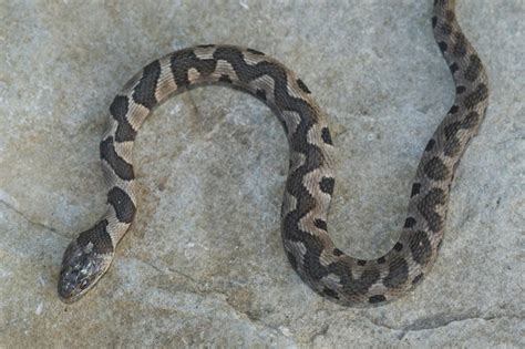 Midland Water Snake | Northern Arkansas, USA This juvenile s… | Flickr