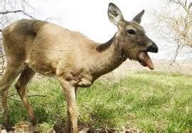 Chronic Wasting Disease of Deer - Country Sport Scotland