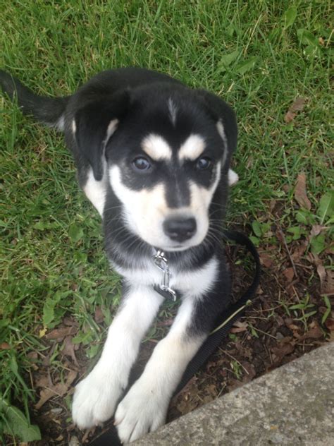 My dog - a husky mixed with a lab at 9 weeks old Labsky huskador | Husky lab mixes, Husky lab ...