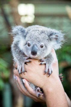 Las 131 mejores imágenes de Koala bebés en 2020 | Koala bebé, Animales ...