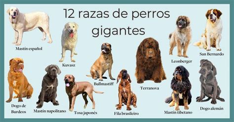 Perros gigantes: las 14 razas más grandes del mundo