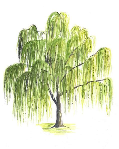 ORIGINAL Weeping Willow Tree Watercolor Painting Botanical | Эскизы деревьев, Искусство работы с ...