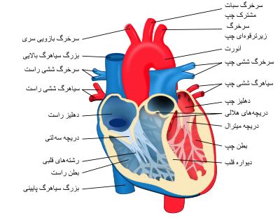 آناتومی قلب انسان - کلینیک قلب دکتر ضربان