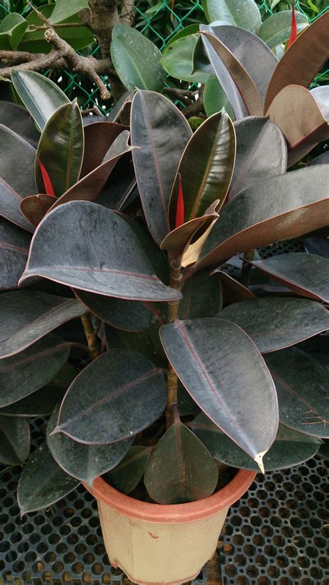 18 Great Rubber Tree Varieties to Grow Indoors or Outdoors - ProGardenTips