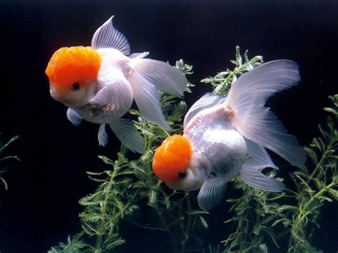 🔥 [117+] Goldfish Wallpapers | WallpaperSafari